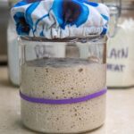 alt="a glass jar with an active sourdough starter. An elastic band halfway up the jar indicates the starter has doubled in size."