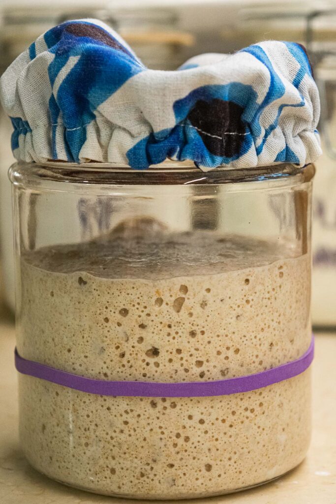 A glass jar containing an active and bubbly sourdough starter. An elastic band indicating how much it has risen since the last feeding.