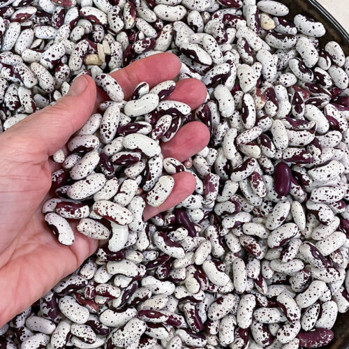 alt="a hand picking up a handful of white and purple speckled beans."